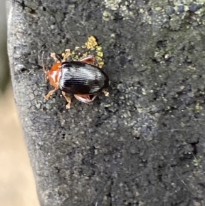 Arsipoda sp. (genus) at Paddys River, ACT - 21 Nov 2021