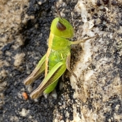 Praxibulus sp. (genus) (A grasshopper) at Paddys River, ACT - 21 Nov 2021 by SteveBorkowskis