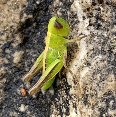 Praxibulus sp. (genus) (A grasshopper) at Paddys River, ACT - 21 Nov 2021 by Steve_Bok