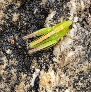 Praxibulus sp. (genus) at Paddys River, ACT - 21 Nov 2021 12:49 PM