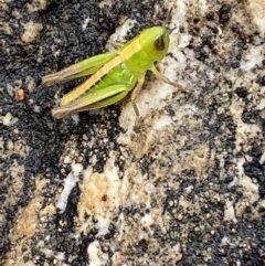 Praxibulus sp. (genus) at Paddys River, ACT - 21 Nov 2021