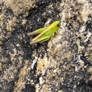 Praxibulus sp. (genus) at Paddys River, ACT - 21 Nov 2021