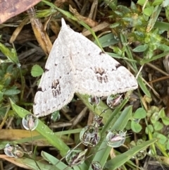 Dichromodes estigmaria (Pale Grey Heath Moth) at Tidbinbilla Nature Reserve - 21 Nov 2021 by Steve_Bok