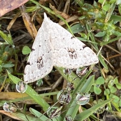 Dichromodes estigmaria (Pale Grey Heath Moth) at Paddys River, ACT - 21 Nov 2021 by SteveBorkowskis