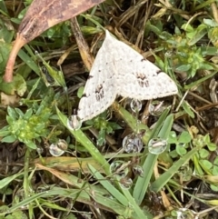 Dichromodes estigmaria at Paddys River, ACT - 21 Nov 2021