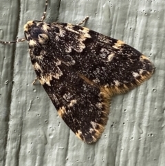 Halone coryphoea (Eastern Halone moth) at Tidbinbilla Nature Reserve - 21 Nov 2021 by Steve_Bok