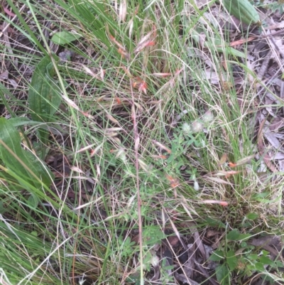 Rytidosperma pallidum (Red-anther Wallaby Grass) at Flea Bog Flat to Emu Creek Corridor - 21 Nov 2021 by JohnGiacon