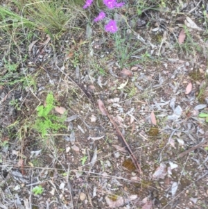 Thysanotus tuberosus subsp. tuberosus at Bruce, ACT - 21 Nov 2021