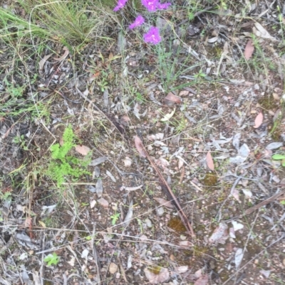 Thysanotus tuberosus subsp. tuberosus (Common Fringe-lily) at Bruce, ACT - 21 Nov 2021 by JohnGiacon