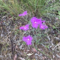 Thysanotus tuberosus subsp. tuberosus at Bruce, ACT - 21 Nov 2021 01:42 PM