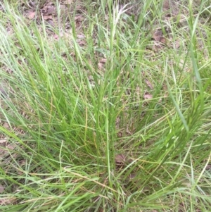 Rytidosperma sp. at Belconnen, ACT - 19 Nov 2021