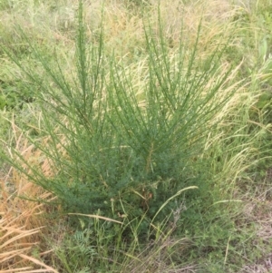 Cytisus scoparius subsp. scoparius at Aranda, ACT - 14 Nov 2021