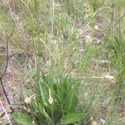 Plantago lanceolata (Ribwort Plantain, Lamb's Tongues) at Flea Bog Flat to Emu Creek Corridor - 11 Nov 2021 by JohnGiacon