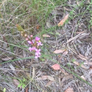 Stylidium sp. at Bruce, ACT - 11 Nov 2021 03:33 PM