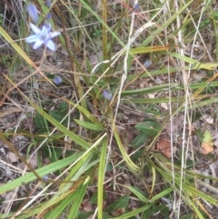 Dianella (genus) (Flax Lily) at Bruce, ACT - 11 Nov 2021 by JohnGiacon