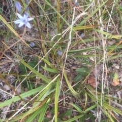 Dianella sp. (Flax Lily) at Bruce, ACT - 11 Nov 2021 by jgiacon