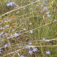 Dianella sp. at Bruce, ACT - 11 Nov 2021