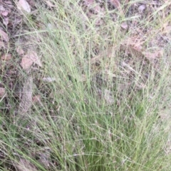 Nassella trichotoma (Serrated Tussock) at Belconnen, ACT - 10 Nov 2021 by JohnGiacon