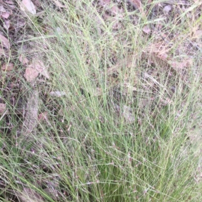 Nassella trichotoma (Serrated Tussock) at Belconnen, ACT - 10 Nov 2021 by jgiacon