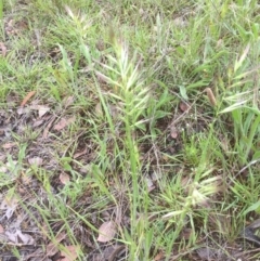 Rytidosperma (genus) (Wallaby Grass) at Belconnen, ACT - 10 Nov 2021 by JohnGiacon