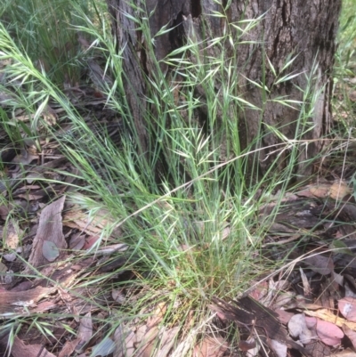 Rytidosperma sp. (Wallaby Grass) at Emu Creek - 6 Nov 2021 by JohnGiacon