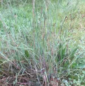 Themeda triandra at Belconnen, ACT - 4 Nov 2021