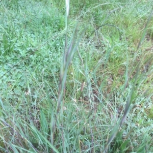 Themeda triandra at Belconnen, ACT - 4 Nov 2021