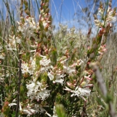 Brachyloma daphnoides at Mount Fairy, NSW - 1 Nov 2021