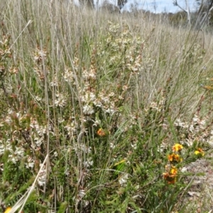 Brachyloma daphnoides at Mount Fairy, NSW - 1 Nov 2021