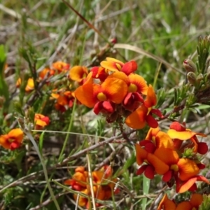 Dillwynia sericea at Mount Fairy, NSW - 1 Nov 2021 11:51 AM