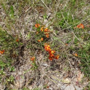 Dillwynia sericea at Mount Fairy, NSW - 1 Nov 2021 11:51 AM