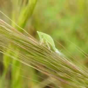 Siphanta sp. (genus) at Paddys River, ACT - 21 Nov 2021