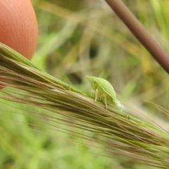 Siphanta sp. (genus) at Paddys River, ACT - 21 Nov 2021