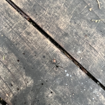 Leptomyrmex erythrocephalus (Spider ant) at Paddys River, ACT - 21 Nov 2021 by Steve_Bok