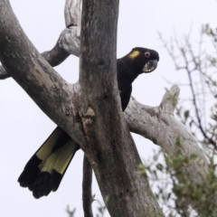 Zanda funerea at Paddys River, ACT - 21 Nov 2021 03:52 PM