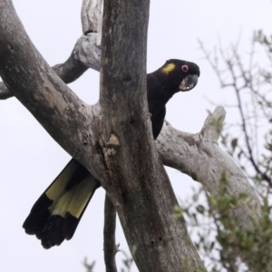 Zanda funerea at Paddys River, ACT - 21 Nov 2021 03:52 PM