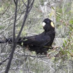 Zanda funerea at Paddys River, ACT - 21 Nov 2021 03:52 PM