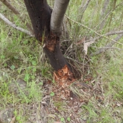 Zanda funerea at Paddys River, ACT - 21 Nov 2021 03:52 PM