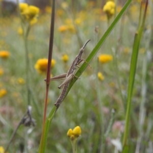 Keyacris scurra at Paddys River, ACT - 21 Nov 2021 04:14 PM