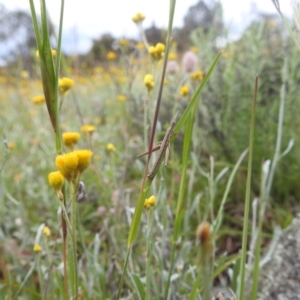 Keyacris scurra at Paddys River, ACT - 21 Nov 2021 04:14 PM