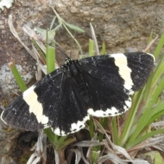 Eutrichopidia latinus (Yellow-banded Day-moth) at Paddys River, ACT - 21 Nov 2021 by HelenCross