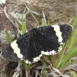 Eutrichopidia latinus at Paddys River, ACT - 21 Nov 2021 04:25 PM