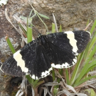 Eutrichopidia latinus (Yellow-banded Day-moth) at Bullen Range - 21 Nov 2021 by HelenCross
