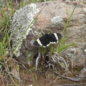 Eutrichopidia latinus at Paddys River, ACT - 21 Nov 2021