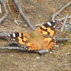 Vanessa kershawi (Australian Painted Lady) at Paddys River, ACT - 21 Nov 2021 by HelenCross