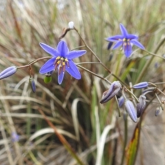 Dianella revoluta var. revoluta (Black-Anther Flax Lily) at Paddys River, ACT - 21 Nov 2021 by HelenCross