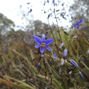 Dianella revoluta var. revoluta at Paddys River, ACT - 21 Nov 2021