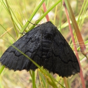 Melanodes anthracitaria at Paddys River, ACT - 21 Nov 2021