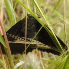 Melanodes anthracitaria at Paddys River, ACT - 21 Nov 2021