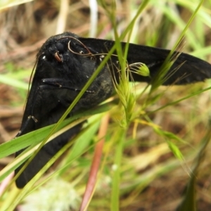 Melanodes anthracitaria at Paddys River, ACT - 21 Nov 2021